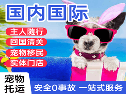安阳空运国际宠物托运 【国